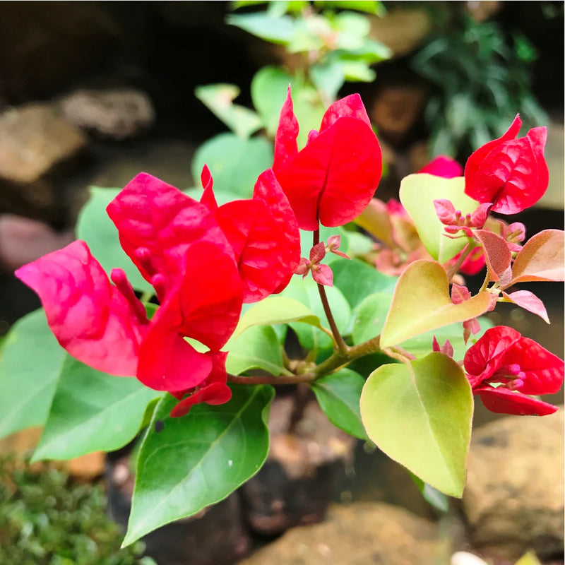 Maroon Bougainvillea Flower seeds for Planting - Shade Tolerant, Heirloom & GMO Free Seeds for Home Garden