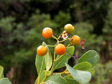 Bourreria Cassinifolia seeds for planting