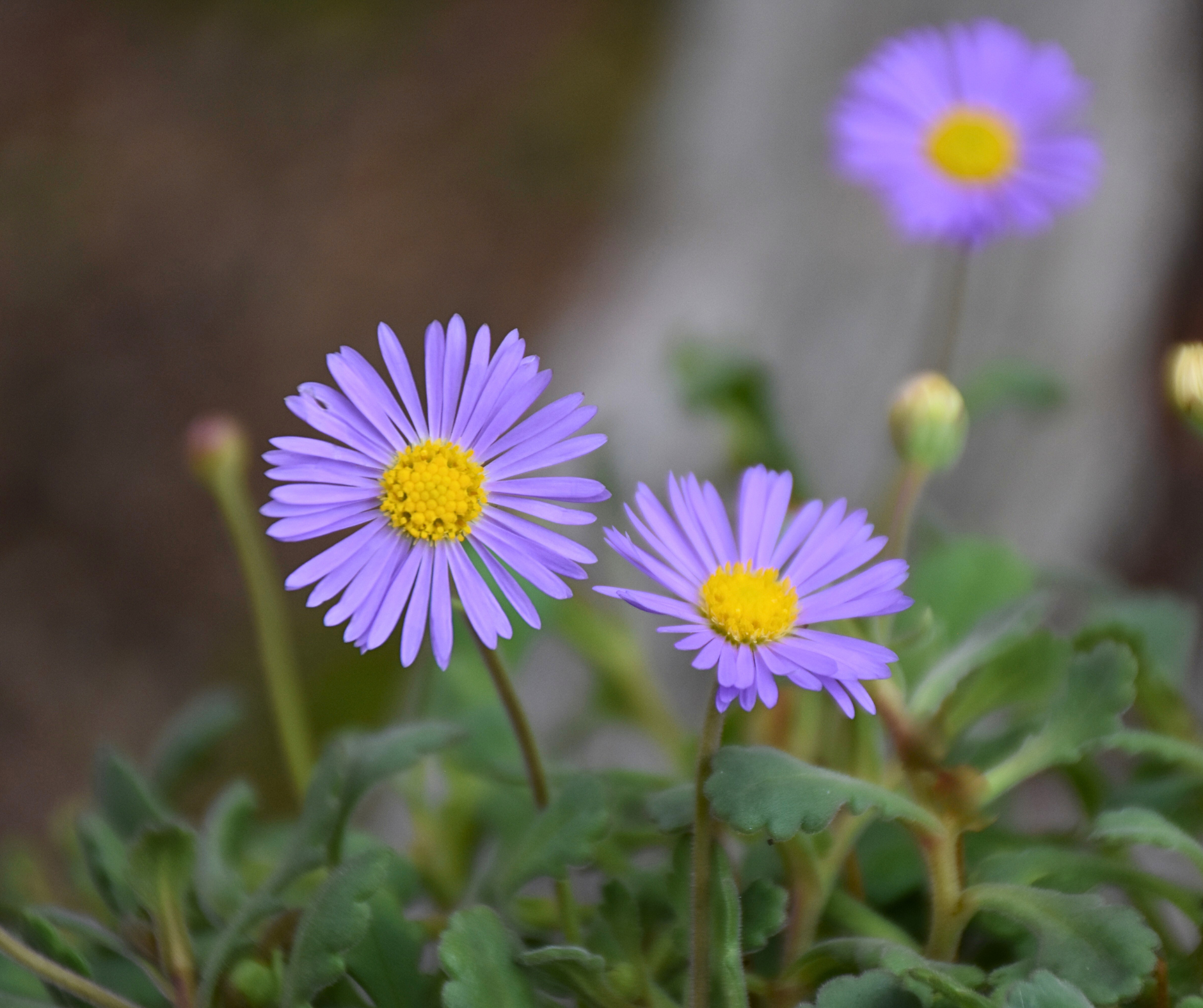 Brachyscome Flower seeds for Planting Bright Blooms Heirloom & GMO Free Seeds for Home Garden