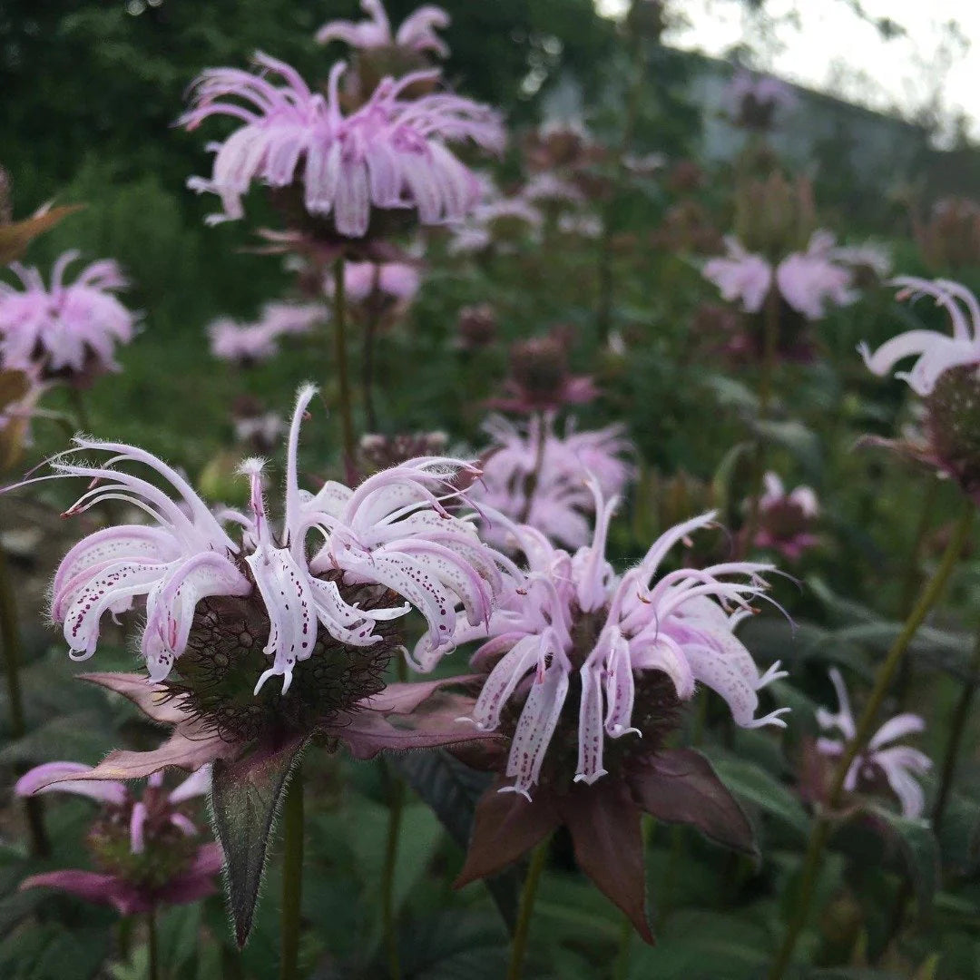 Monarda Bradburiana Flower seeds for Planting, Vibrant Colors Heirloom & GMO Free Seeds for Home Garden