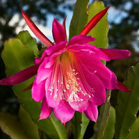 Pink Epiphyllum Oxypetalum Flower seeds for Planting - Garden Favorite, Heirloom & GMO Free Seeds for Home Garden