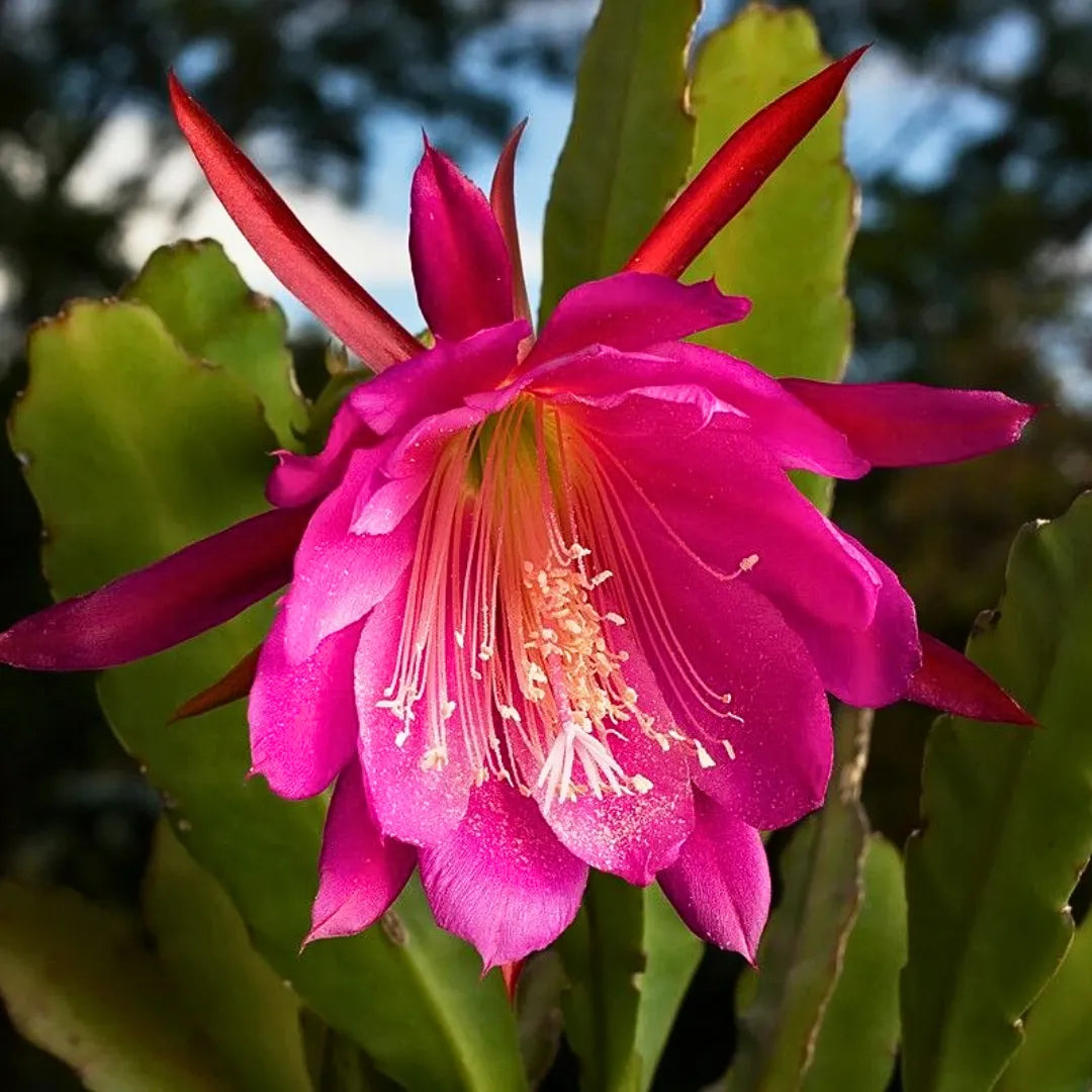 Pink Epiphyllum Oxypetalum Flower seeds for Planting - Hardy Variety, Heirloom & GMO Free Seeds for Home Garden