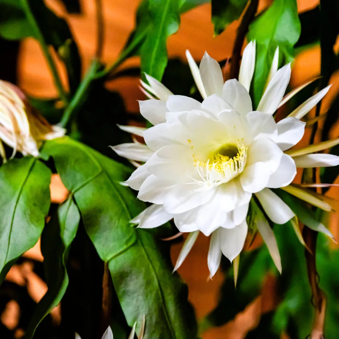 Yellow White Epiphyllum Flower seeds for Planting Hardy Variety Heirloom & GMO Free Seeds for Home Garden