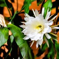 White Epiphyllum Oxypetalum Flower seeds for Planting Cottage Garden Essential Heirloom & GMO Free Seeds for Home Garden 
 
 Sale