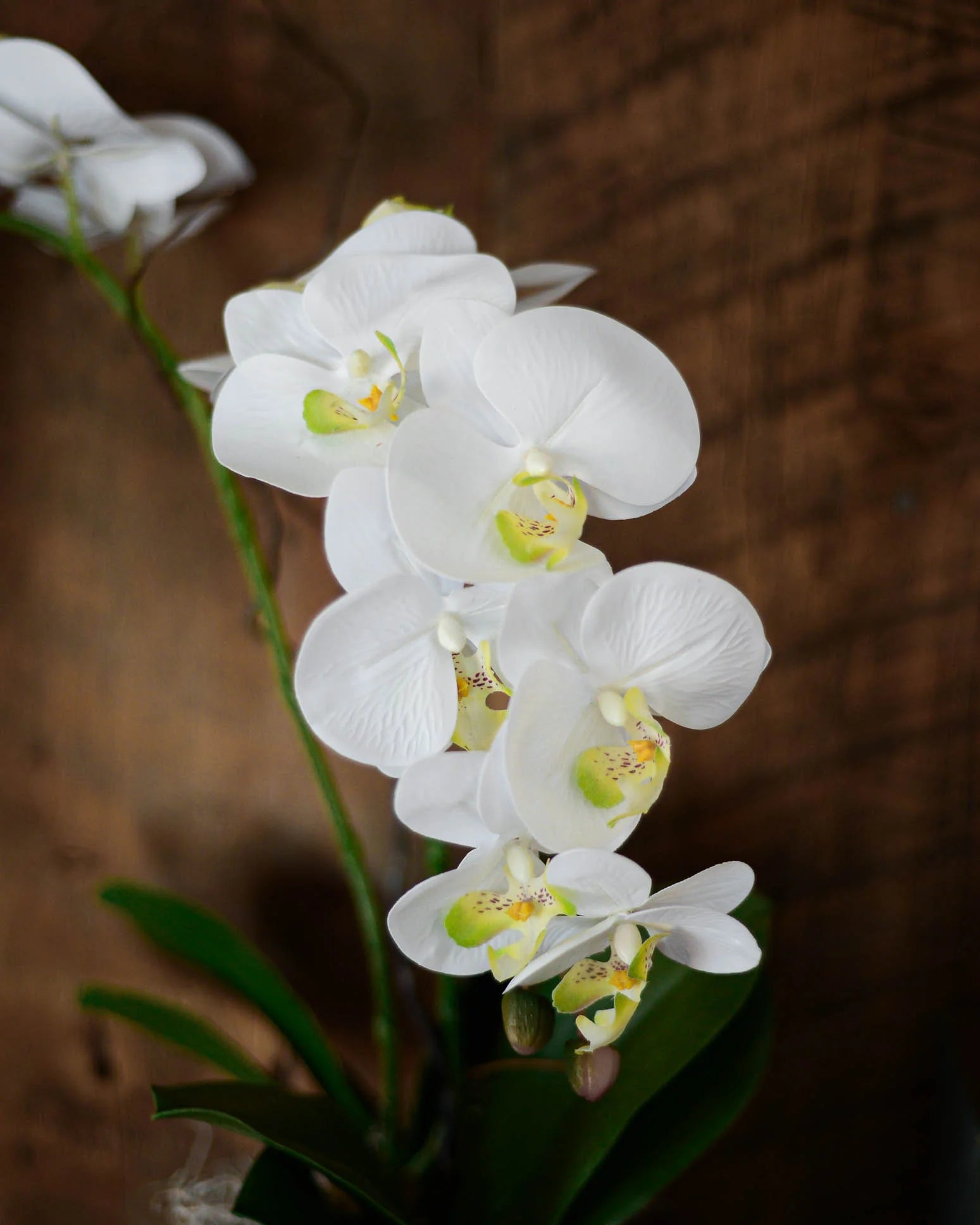 Phalaenopsis Orchids Flower seeds for Planting Seasonal Bloomer Heirloom & GMO Free Seeds for Home Garden 
 
 Sale