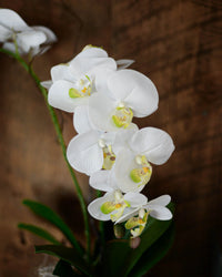 Phalaenopsis Orchids Flower seeds for Planting Seasonal Bloomer Heirloom & GMO Free Seeds for Home Garden 
 
 Sale