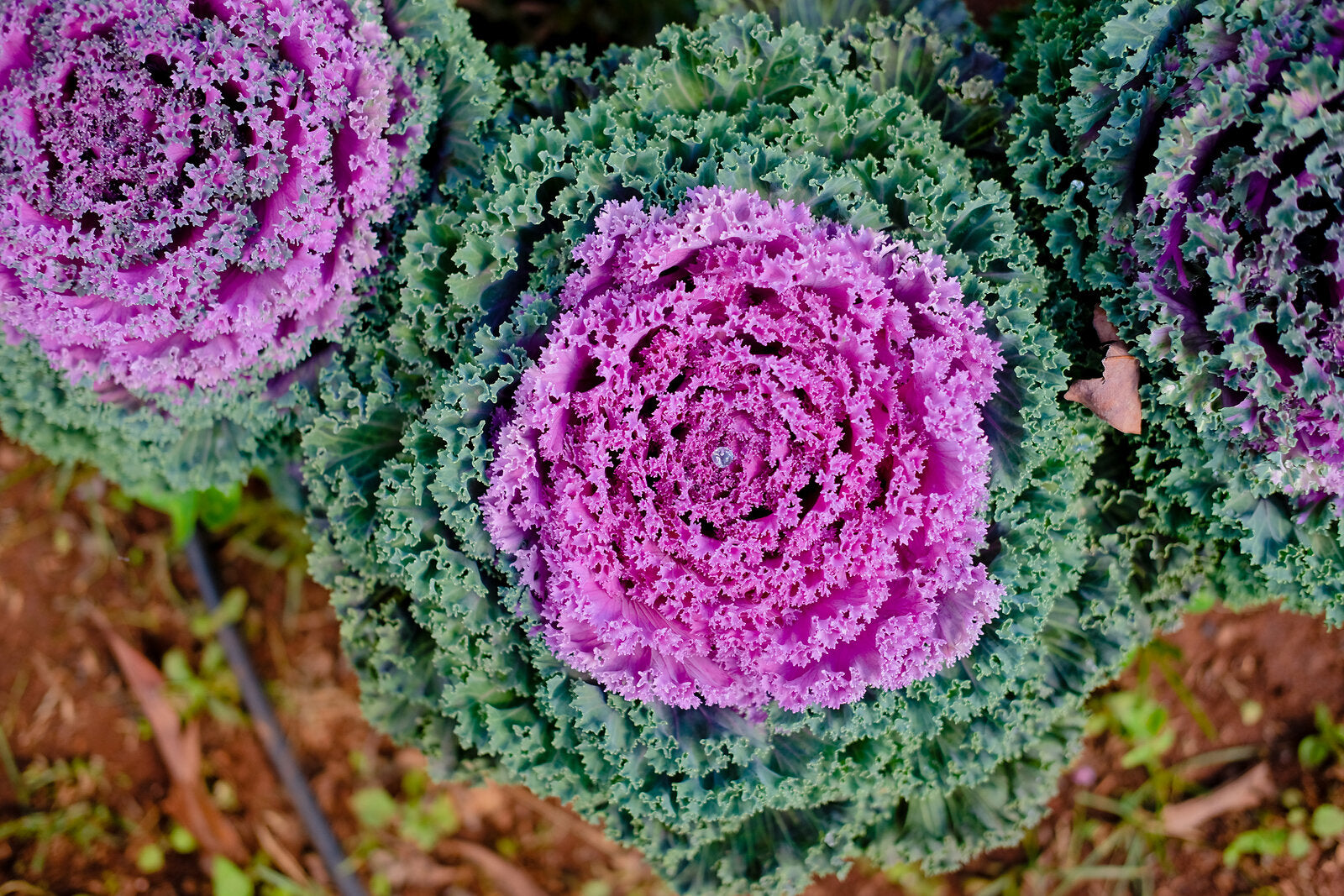 Kales Brassica Flower seeds for Planting Easy to Grow Heirloom & GMO Free Seeds for Home Garden