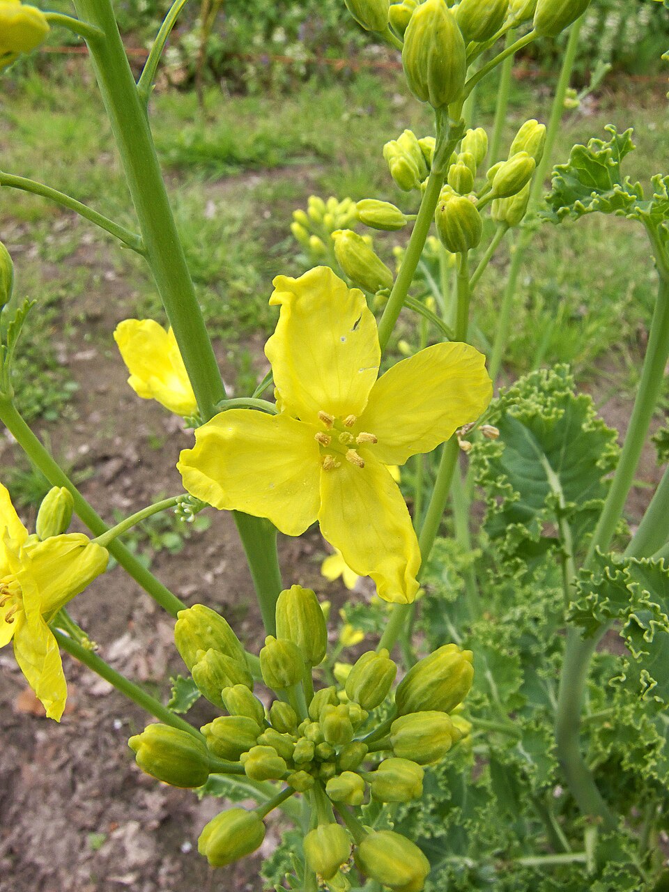 Oleracea Flower seeds for Planting - Perfect for Borders, Heirloom & GMO Free Seeds for Home Garden