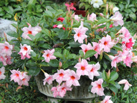 Sanderi Dipladenia Flower Seeds for planting