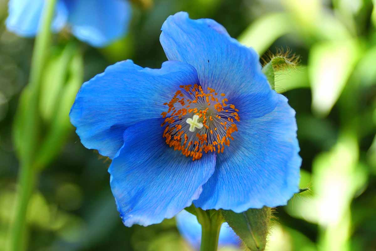 Blue Himalayan Poppy Tibetan Meconopsis Flower Seeds for Planting - Vibrant Garden Blooms