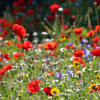 Meadow Flower seeds for Planting - Wildflower Mix, Heirloom & GMO Free Seeds for Home Garden