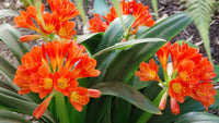 Mixed Clivia Flower Seeds for Planting - Vibrant Perennial Blooms