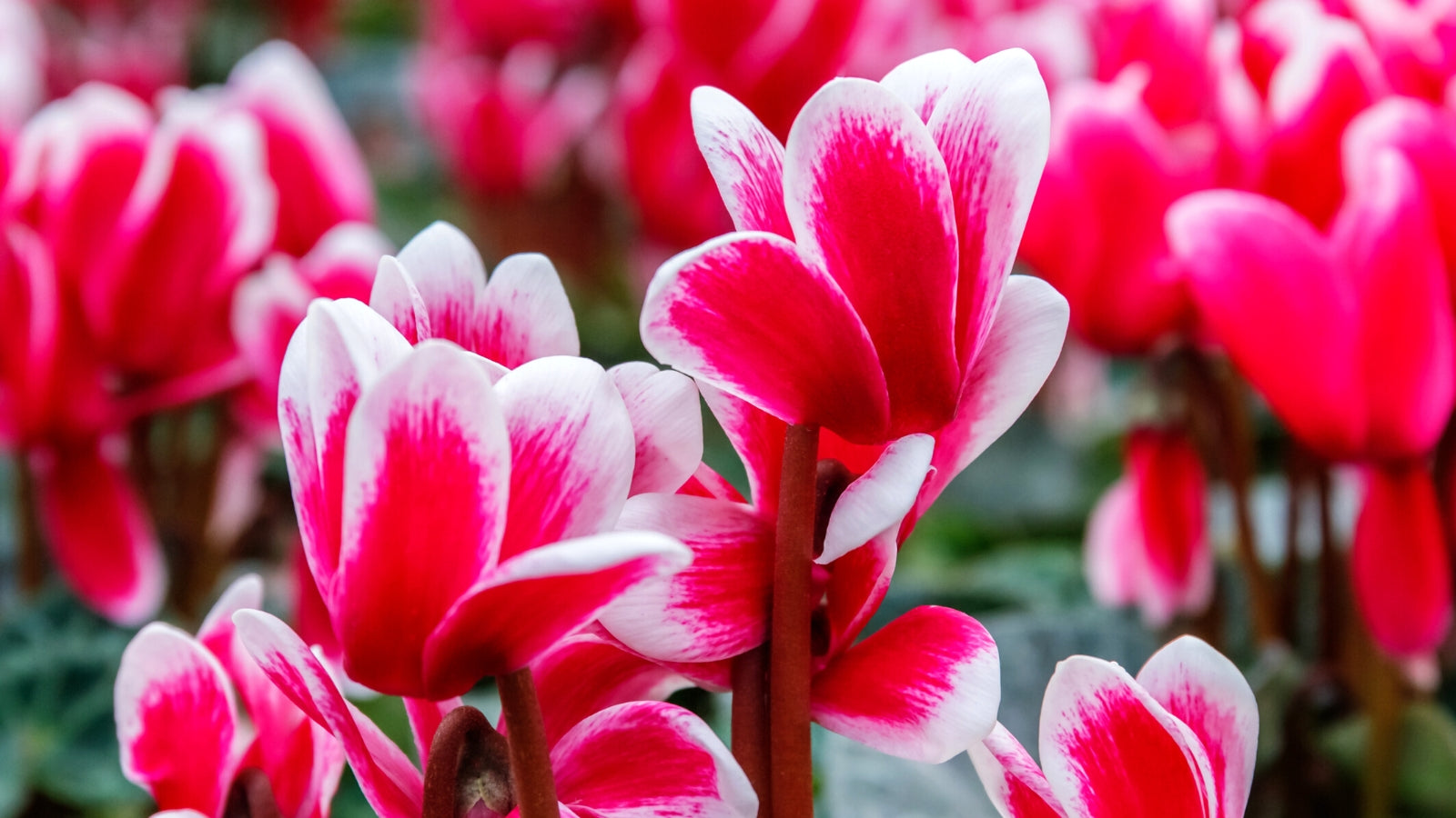 Red White Cyclamen Flower seeds for Planting - Seasonal Bloomer, Heirloom & GMO Free Seeds for Home Garden