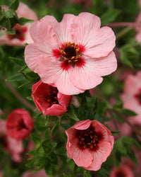 bright-red-willmott-seeds