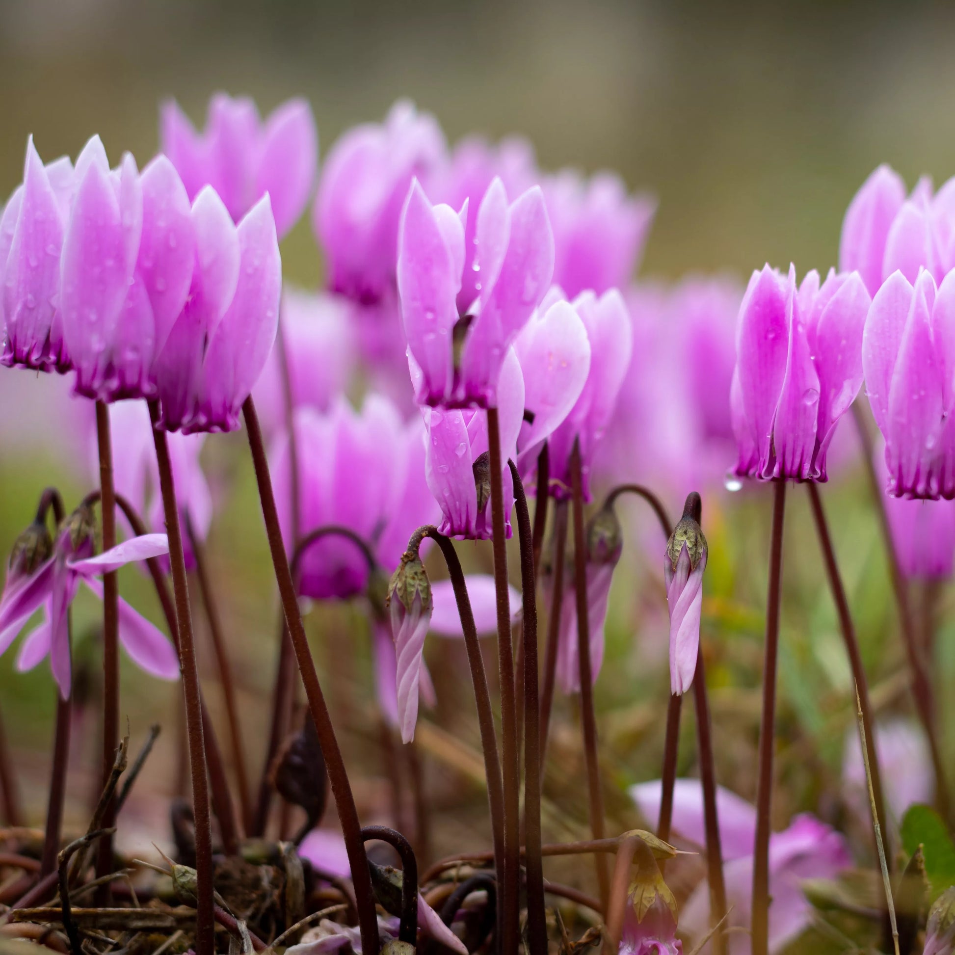 Purple Cyclamen Flower seeds for Planting - Long Bloom Season, Heirloom & GMO Free Seeds for Home Garden