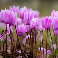 Purple Cyclamen Flower seeds for Planting - Long Bloom Season, Heirloom & GMO Free Seeds for Home Garden