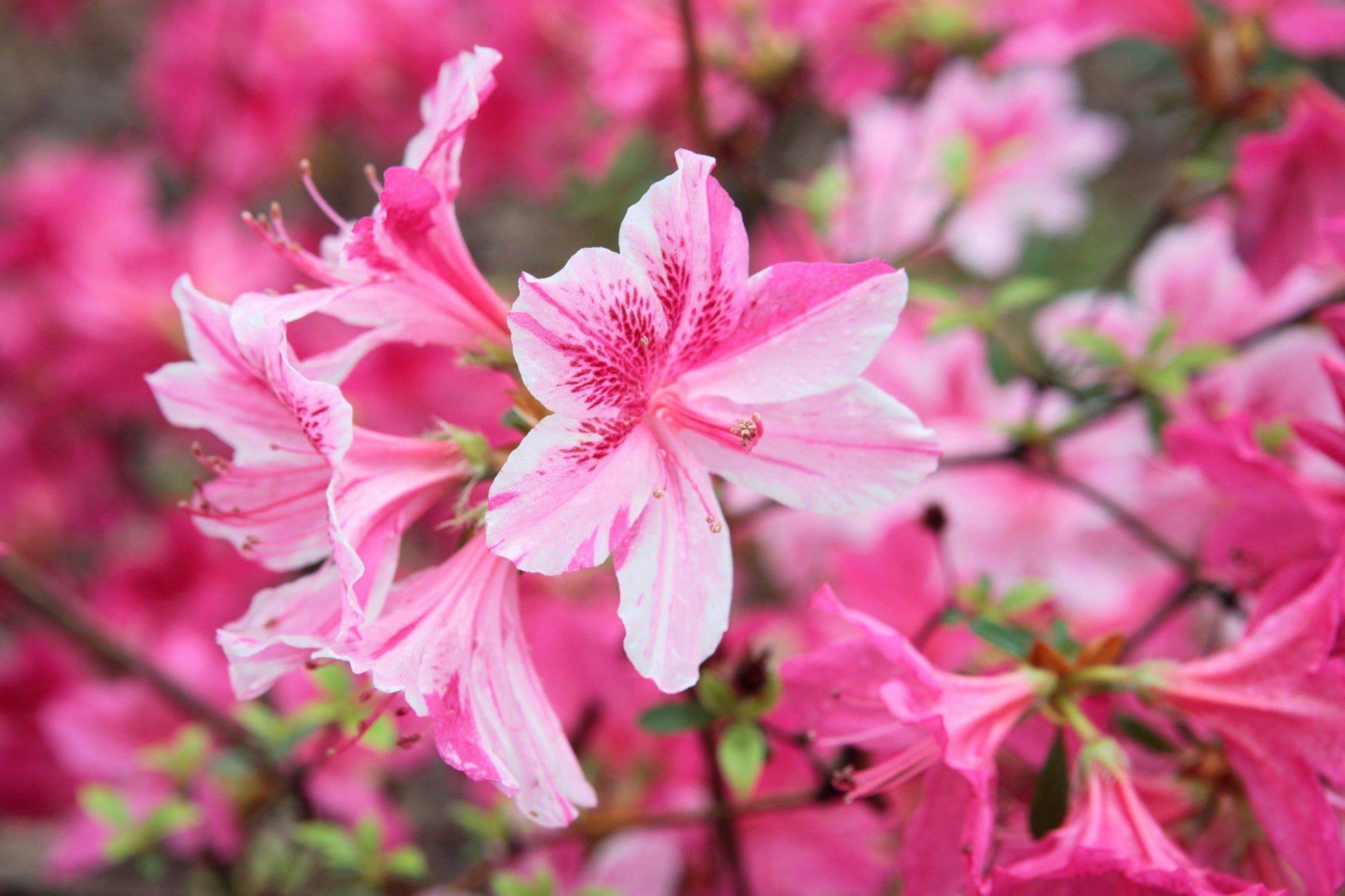 Pink Azalea Flower Flower seeds for Planting - Sun Loving, Heirloom & GMO Free Seeds for Home Garden