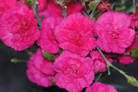 Pink Carnation Flower seeds for Planting - Garden Favorite, Heirloom & GMO Free Seeds for Home Garden