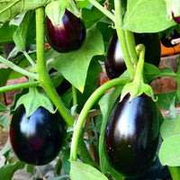 Eggplant Vegetable Seeds for Successful Planting