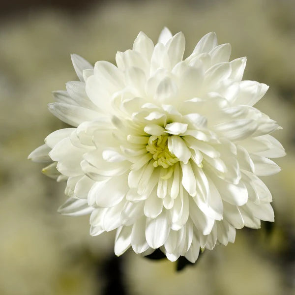 White Chrysanthemum Flower seeds for Planting Vibrant Colors Heirloom & GMO Free Seeds for Home Garden 
 
 Sale