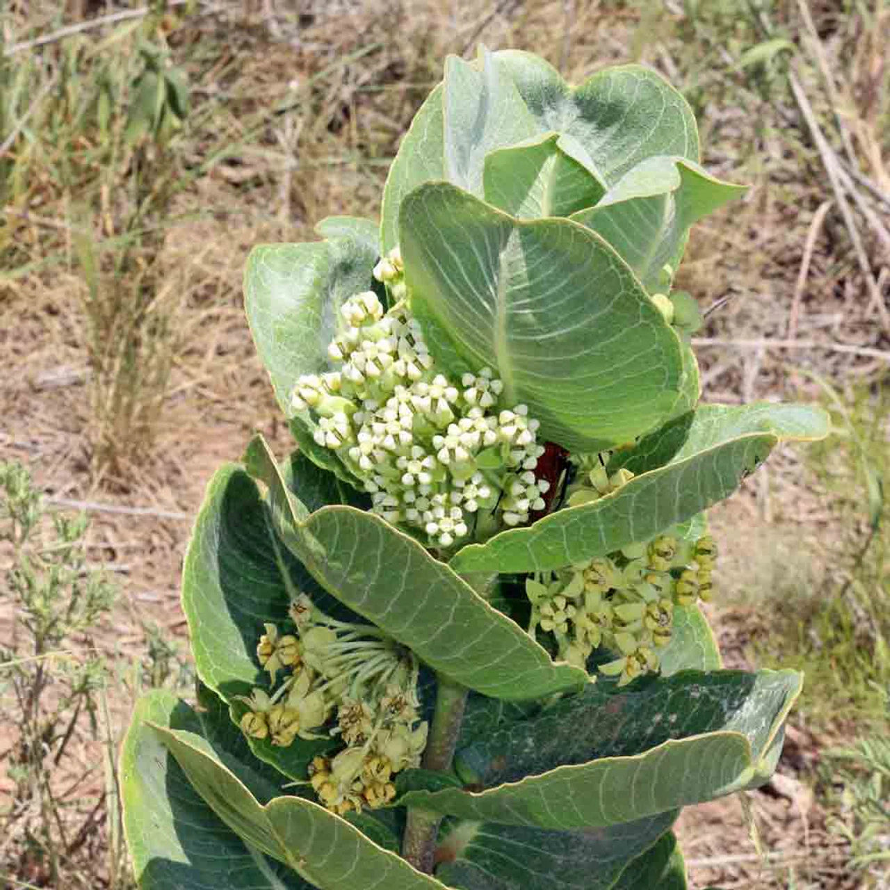 Asclepias Arenaria Flower seeds for Planting Vibrant Colors Heirloom & GMO Free Seeds for Home Garden