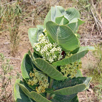 Asclepias Arenaria Flower seeds for Planting Vibrant Colors Heirloom & GMO Free Seeds for Home Garden