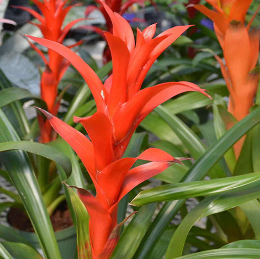 Mixed Bromeliad Flower seeds for Planting - Seasonal Bloomer, Heirloom & GMO Free Seeds for Home Garden