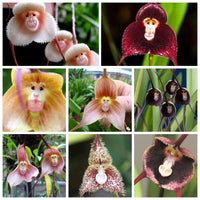 Brown Monkey Orchid indoor potted plant