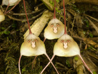 Non GMO Brown Monkey Orchid seeds