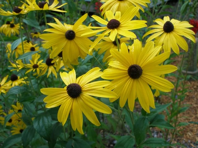 Rudbeckia Triloba Seeds for Planting  Vibrant Flower Seeds for Your Garden