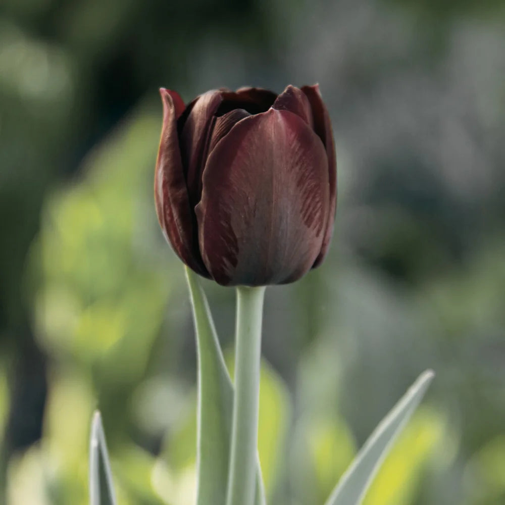 Dark Khaki Tulip Flower Seeds for Planting Garden Favorite Heirloom & GMO Free Seeds for Home Garden
 
 Sale