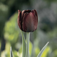Dark Khaki Tulip Flower Seeds for Planting Garden Favorite Heirloom & GMO Free Seeds for Home Garden
 
 Sale
