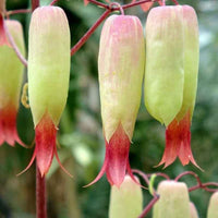 Bryophyllum Pinnatum Flower seeds for Planting - Garden Favorite, Heirloom & GMO Free Seeds for Home Garden