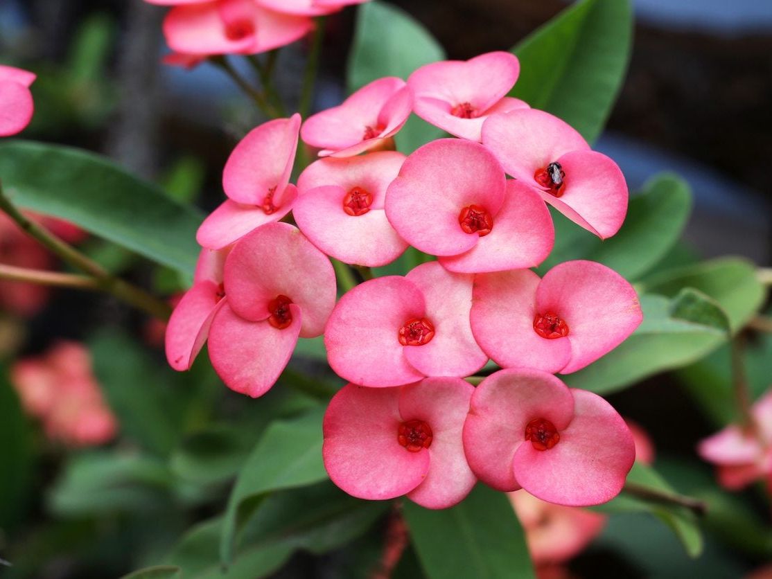Crown of Thorn Flower Seeds  Easy Planting for Vibrant Blooms