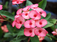 Crown of Thorn Flower Seeds  Easy Planting for Vibrant Blooms
