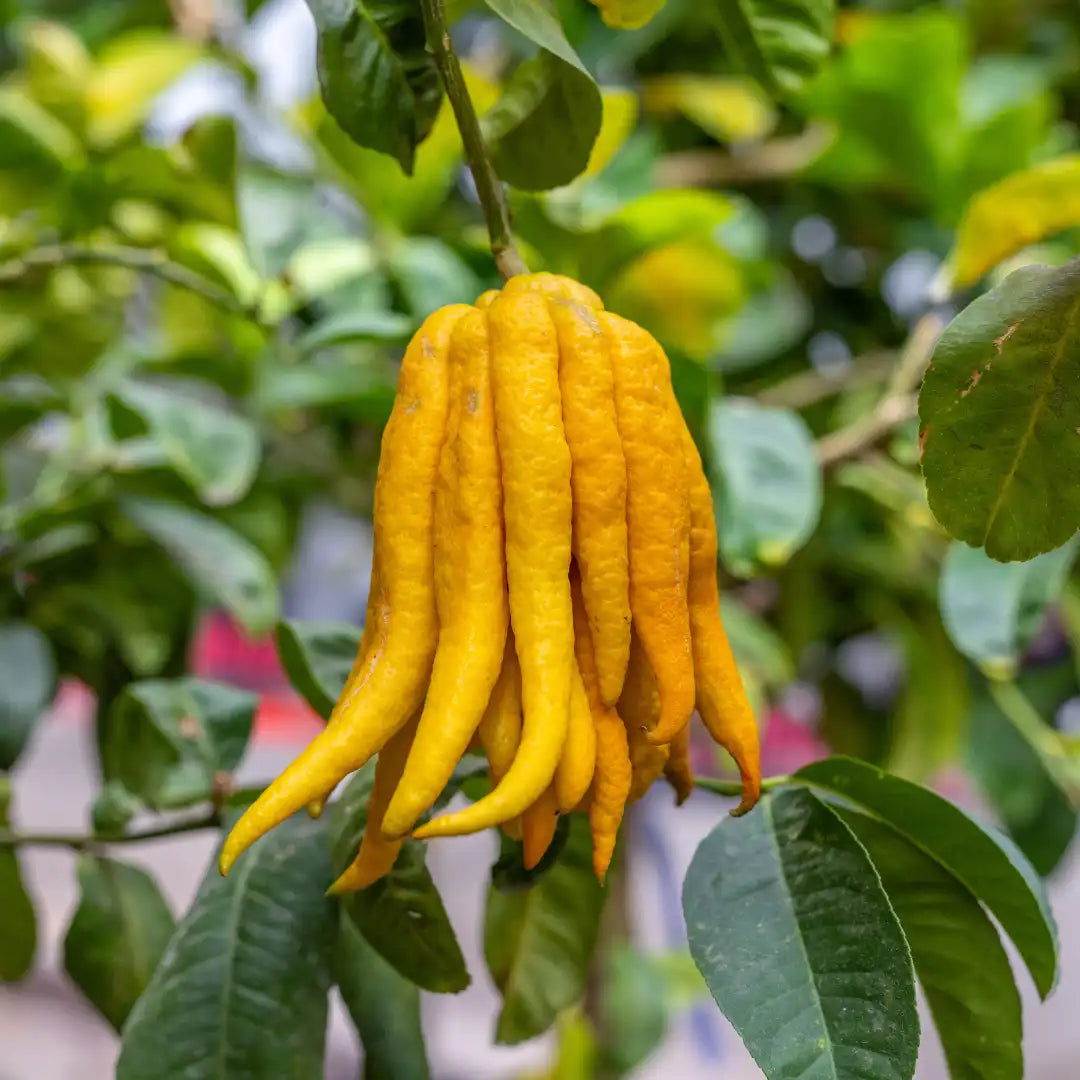 Buddha's Hand Seeds for Planting - Grow Your Own Exotic Plant
