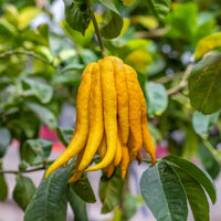 Buddha's Hand Seeds for Planting - Grow Your Own Exotic Plant