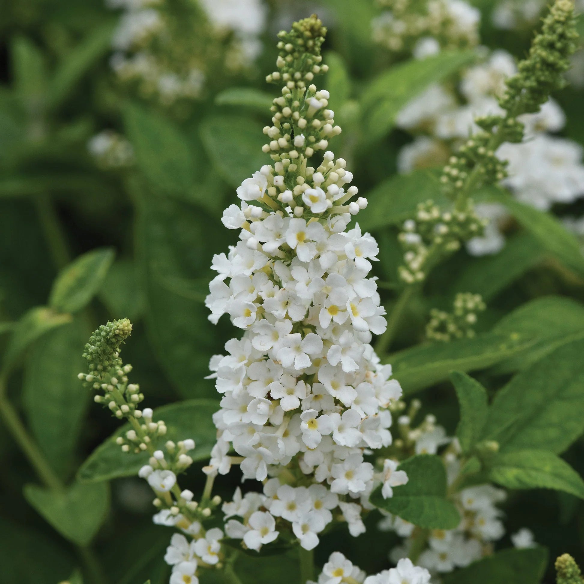 White Butterfly Bush Flower seeds for Planting - Shade Tolerant, Heirloom & GMO Free Seeds for Home Garden