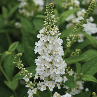 White Butterfly Bush Flower seeds for Planting - Shade Tolerant, Heirloom & GMO Free Seeds for Home Garden