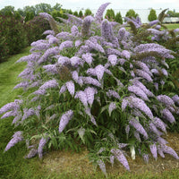 Ornamental Buddleia Davidii flowering shrub