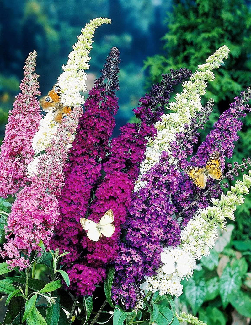 Buddleia Davidii seeds for planting