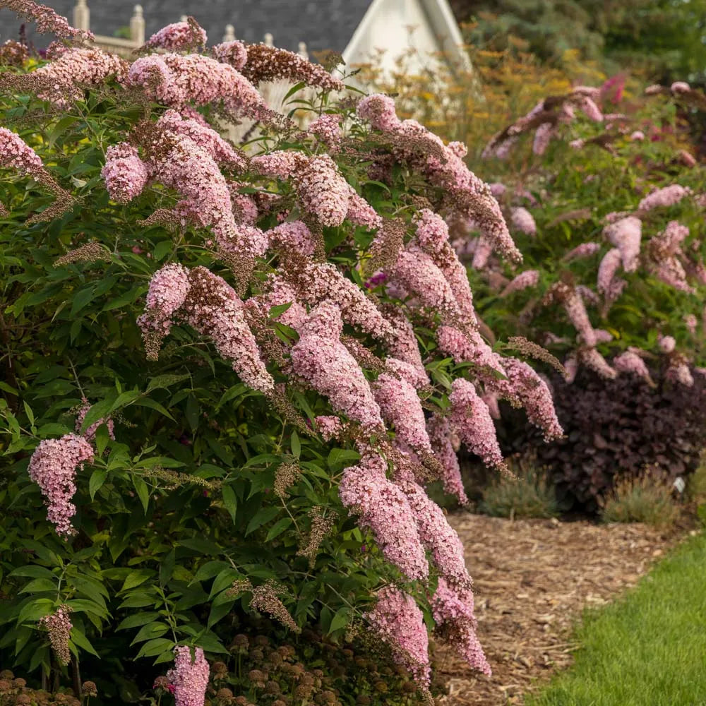 Buddleia Flower seeds for Planting Seasonal Bloomer Heirloom & GMO Free Seeds for Home Garden 
 
 Sale
