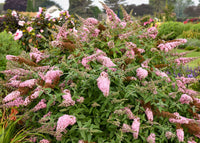 Pink Buddleia Davidii Flower seeds for Planting - Colorful Display, Heirloom & GMO Free Seeds for Home Garden