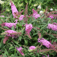 Pink Butterfly Bush Flower seeds for Planting - Low Maintenance, Heirloom & GMO Free Seeds for Home Garden