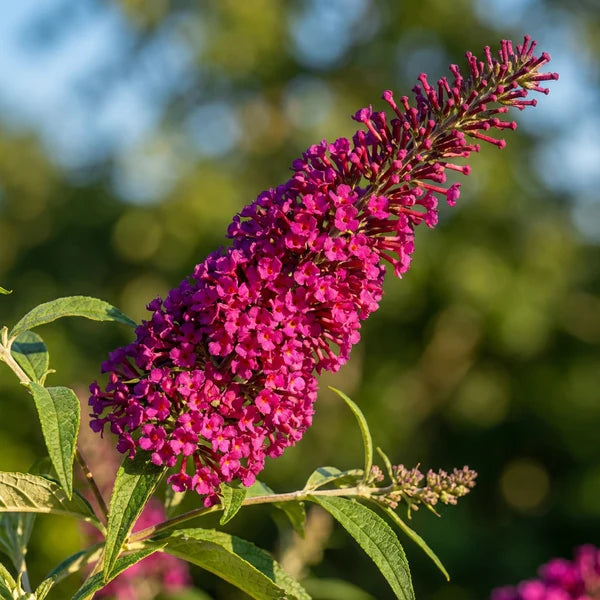Buddleia Davidii Flower seeds for Planting Sun Loving Heirloom & GMO Free Seeds for Home Garden