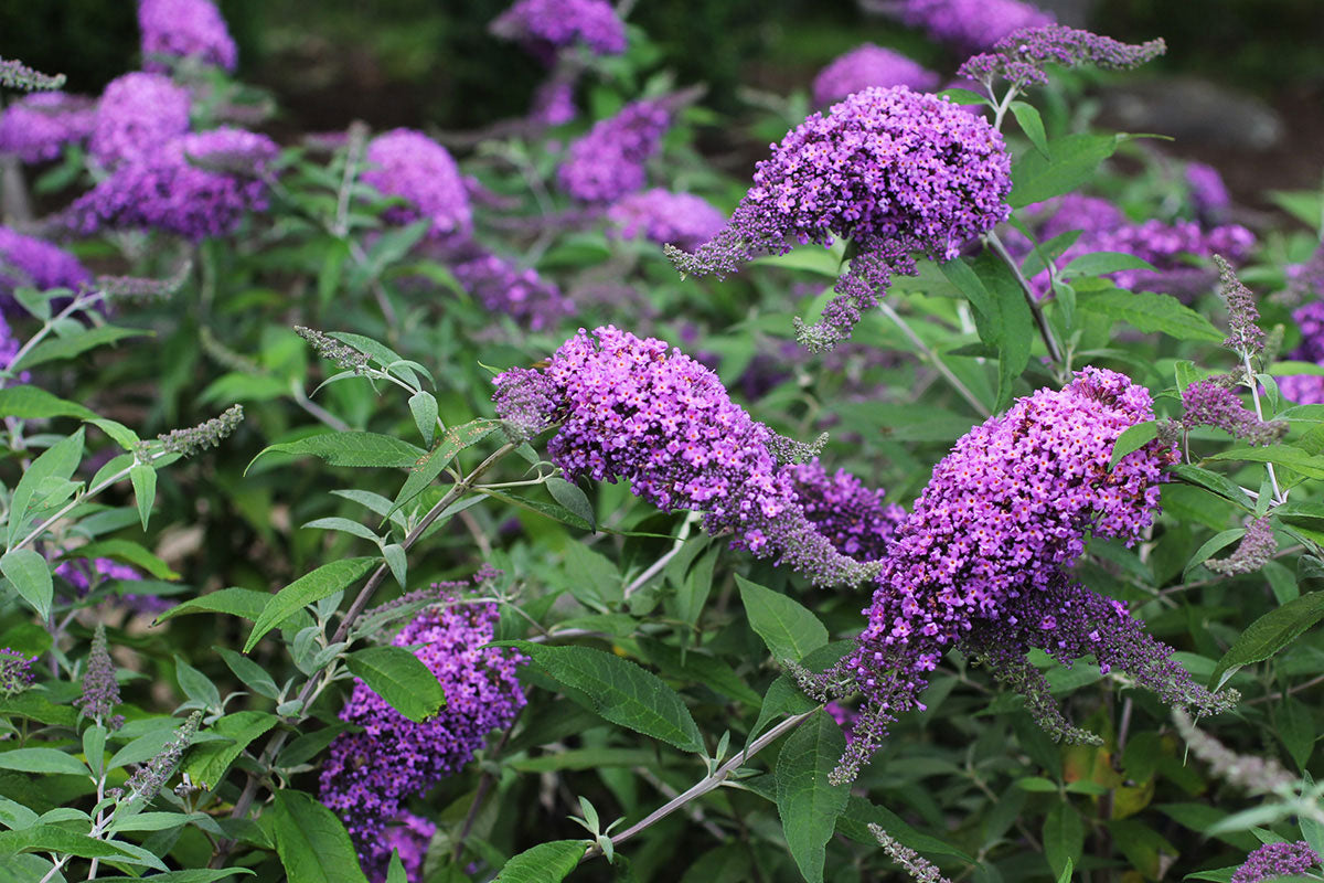 Violet Buddleia Flower seeds for Planting - Easy to Grow, Heirloom & GMO Free Seeds for Home Garden