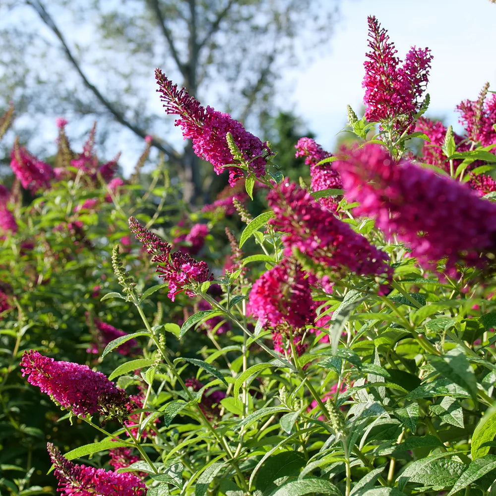Dark Pink Buddleia Butterfly Bush Flower seeds for Planting - Long Bloom Season, Heirloom & GMO Free Seeds for Home Garden
 
 Sale