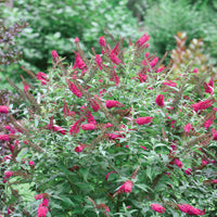Dark Pink Buddleia Butterfly Bush Flower seeds for Planting - Long Bloom Season, Heirloom & GMO Free Seeds for Home Garden
 
 Sale