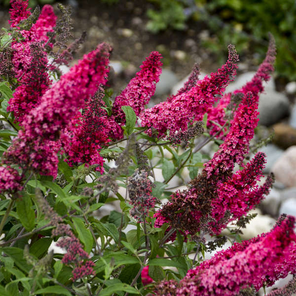 Buddleia Davidii Flower seeds for Planting Sun Loving Heirloom & GMO Free Seeds for Home Garden