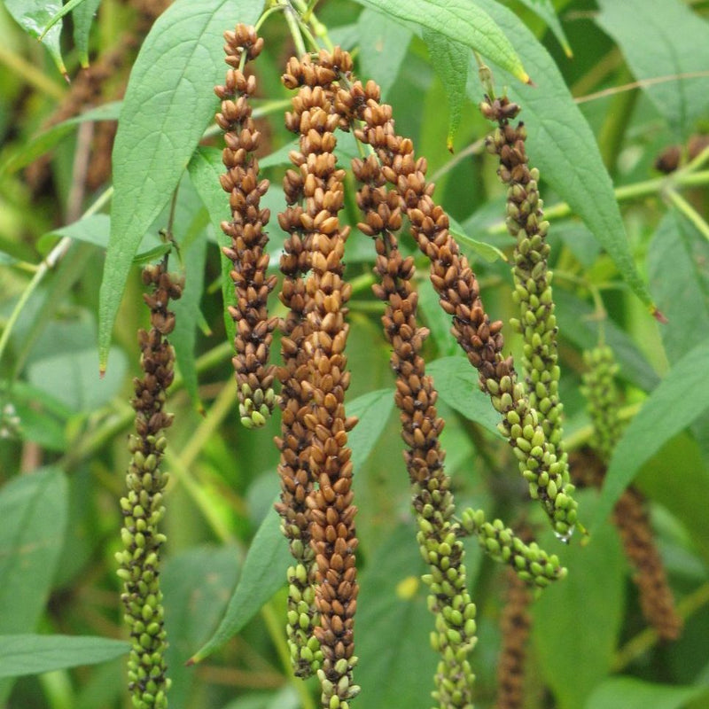 Brown Buddleja Flower seeds for Planting Seasonal Bloomer Heirloom & GMO Free Seeds for Home Garden